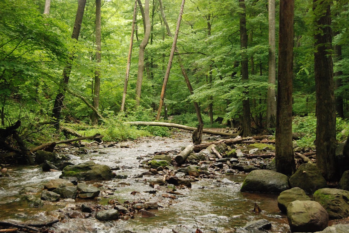 Scenic Gorge Trail