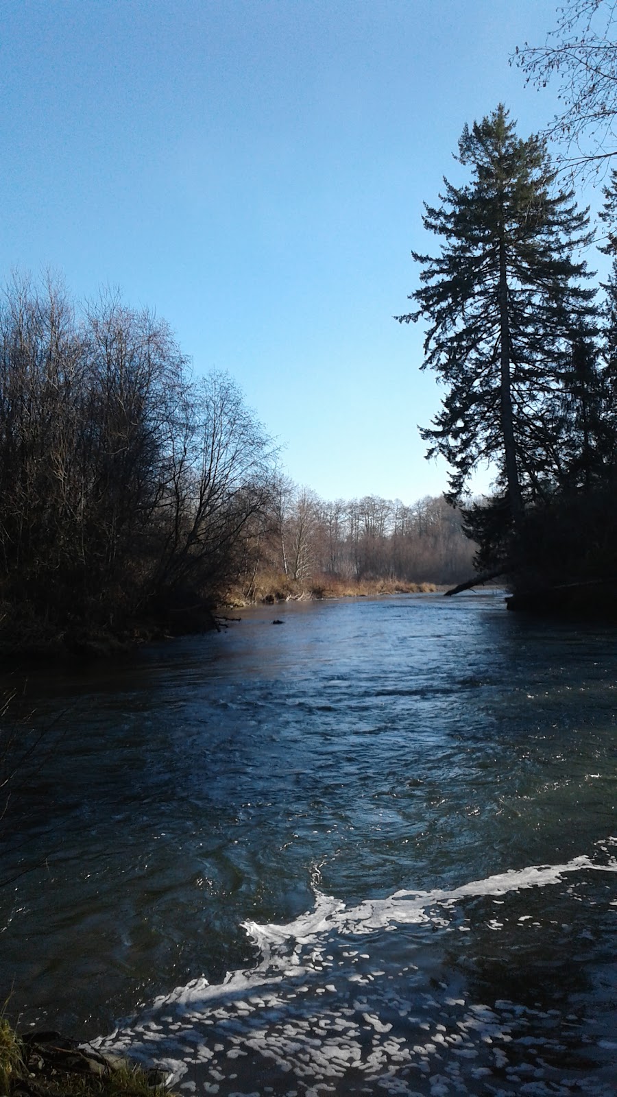 Middle Fork Satsop River