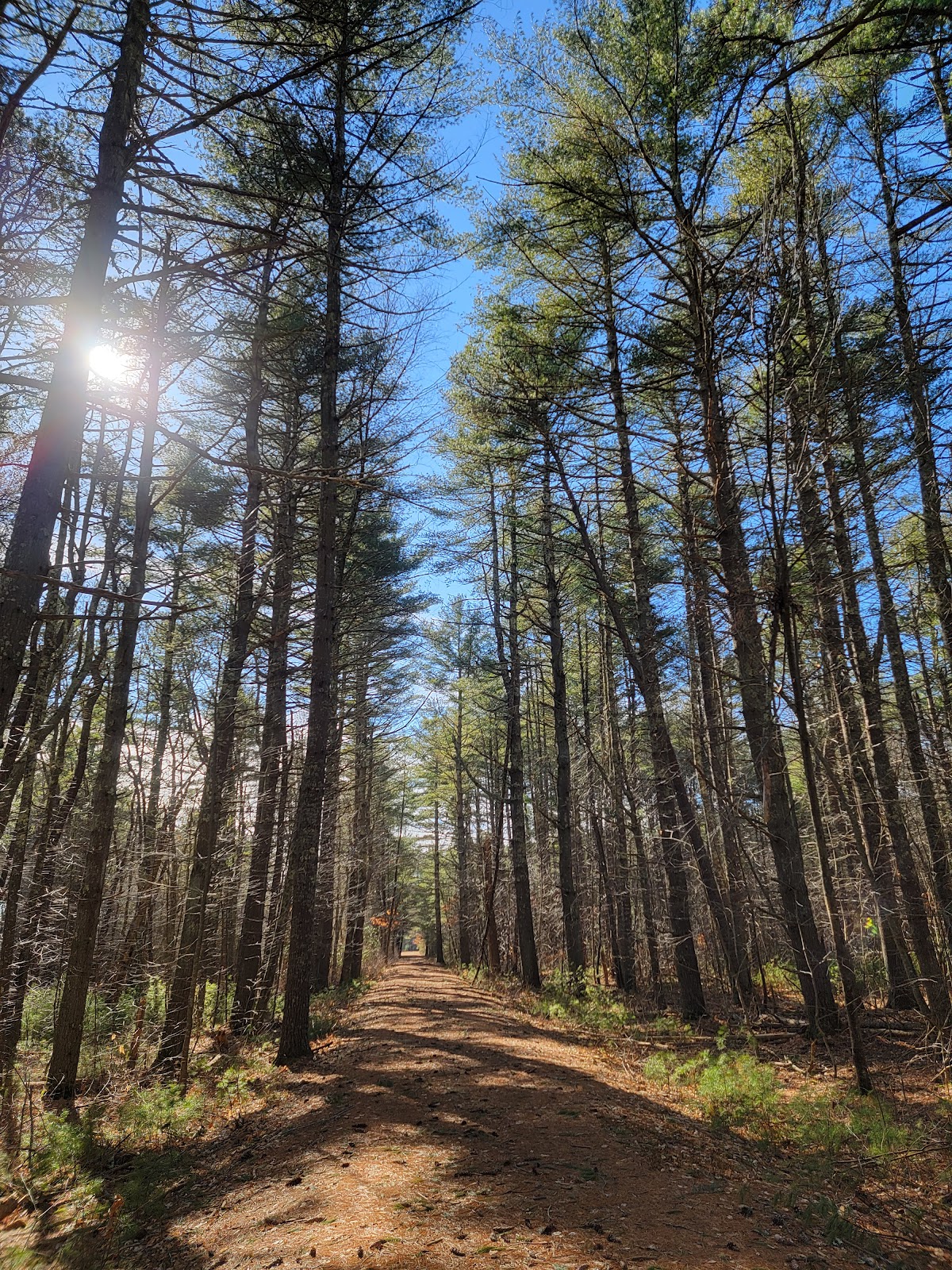 Black Farm Management Area Trail