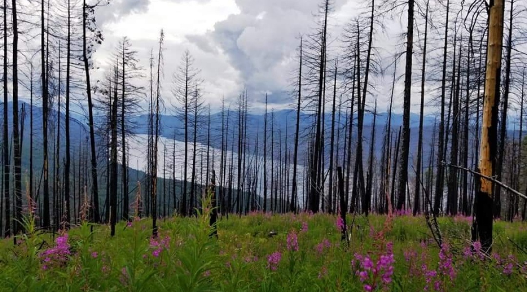 Mount Brown Trail