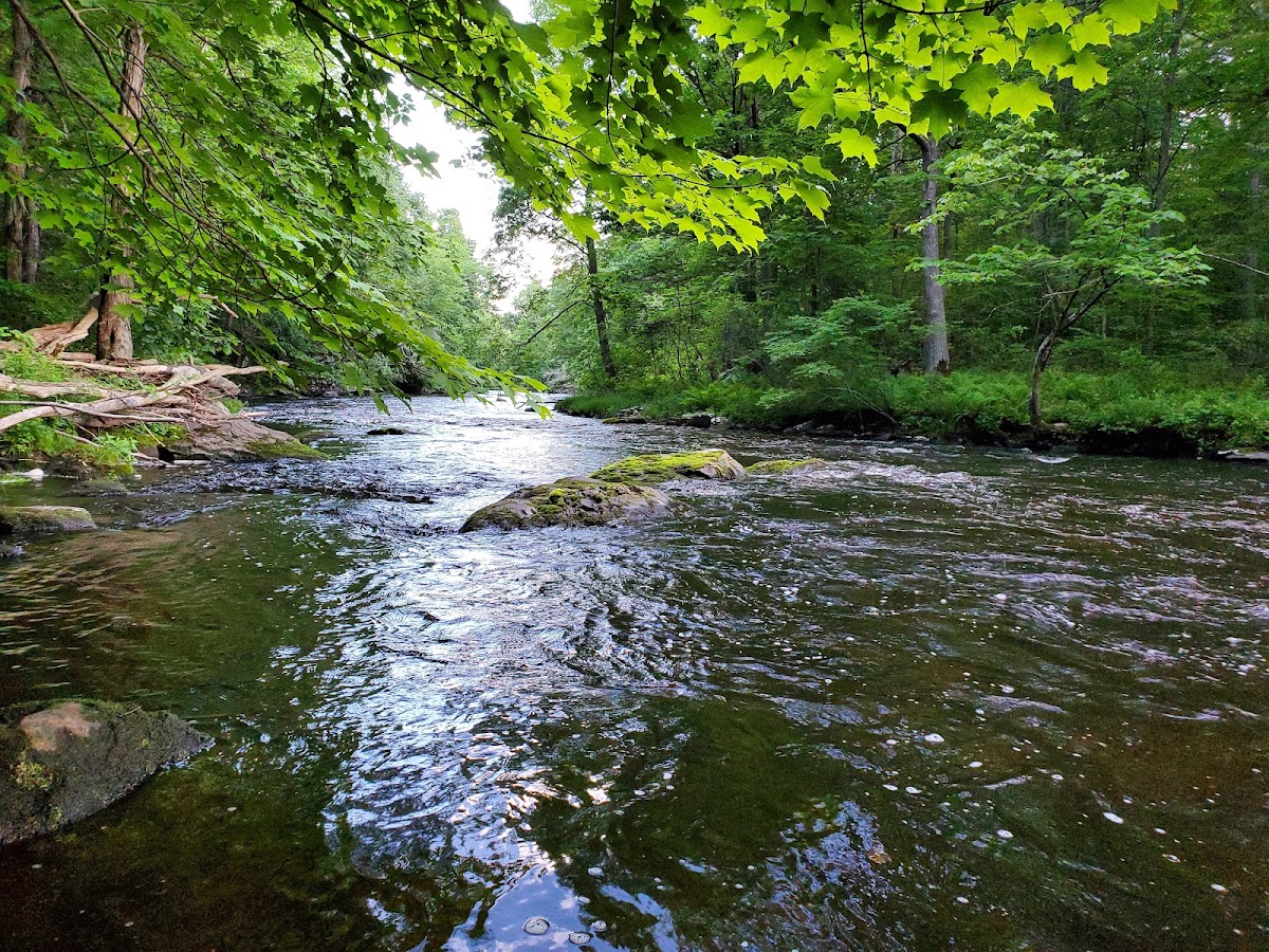 Thunder Swamp Trail