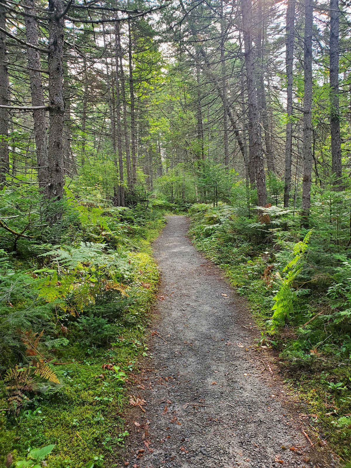Bog Pond Trail