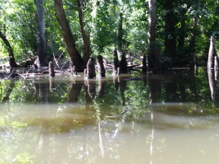 Apalachicola River