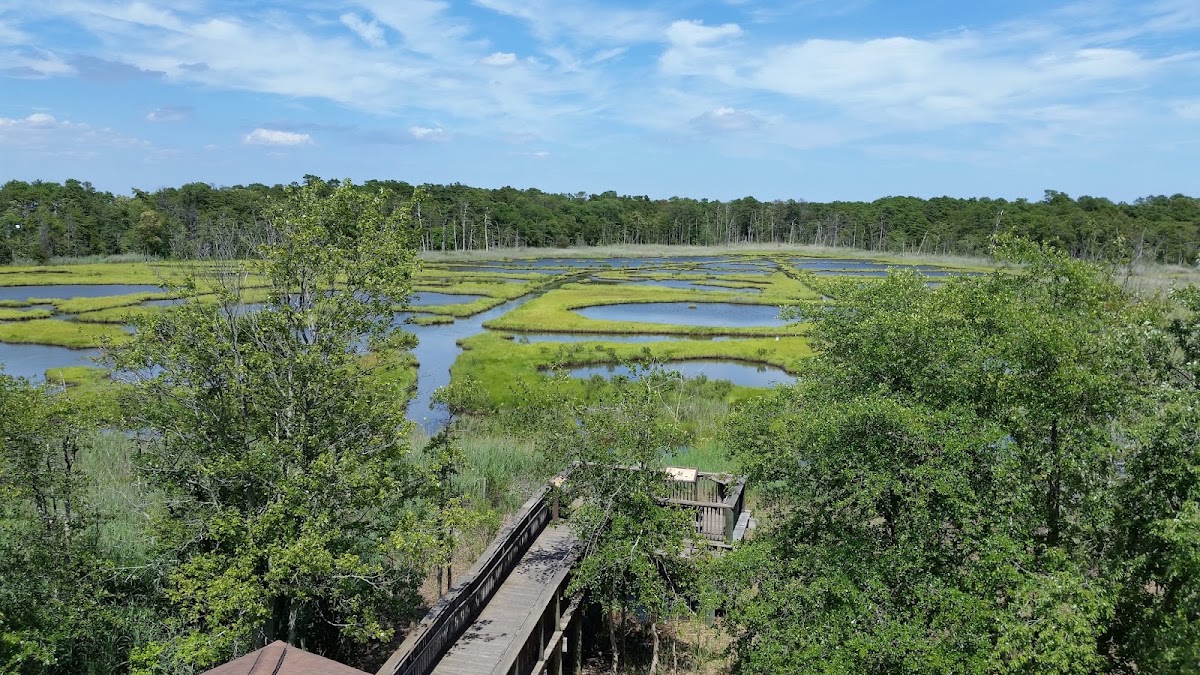 Cattus Island County Park