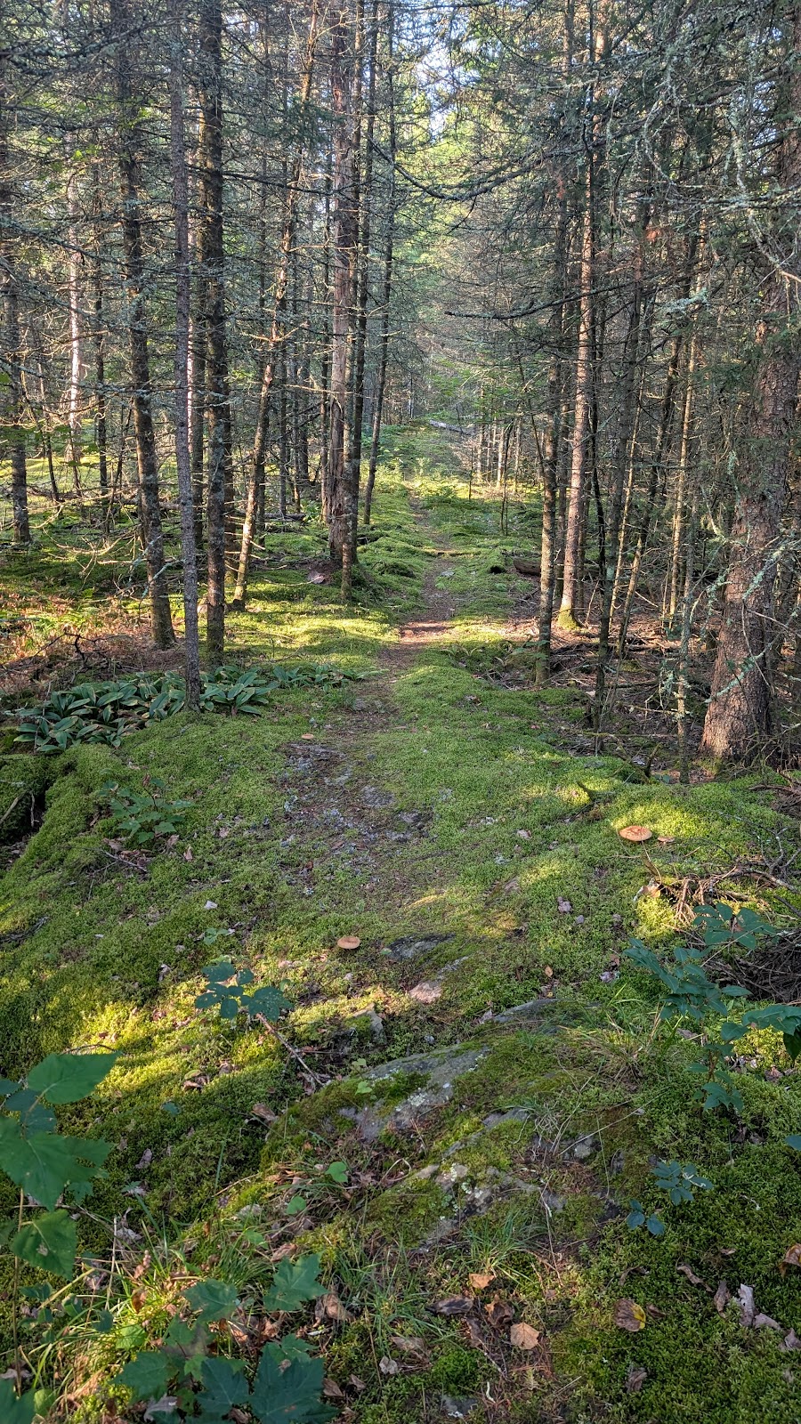 Sioux Hustler Trail