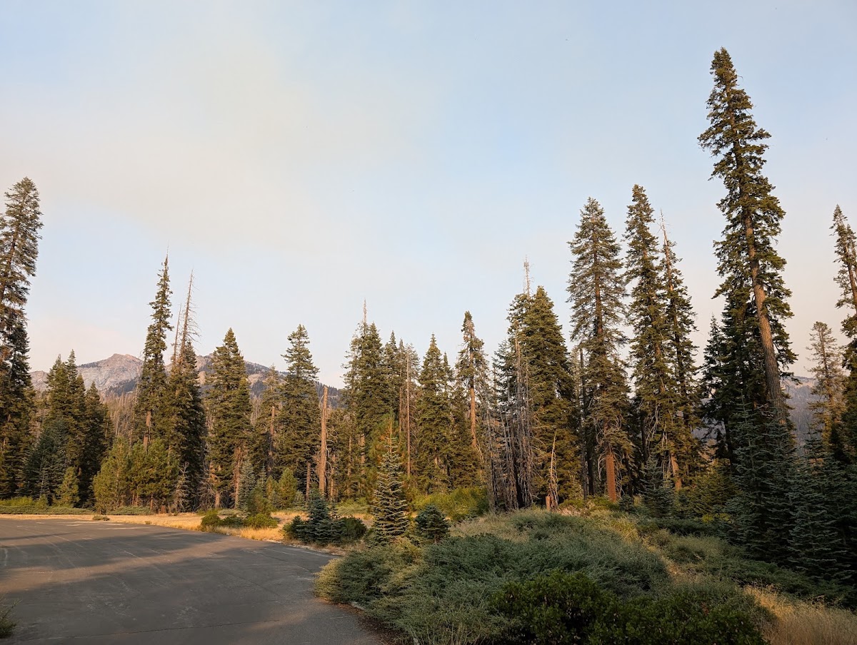 Wuksachi Trail