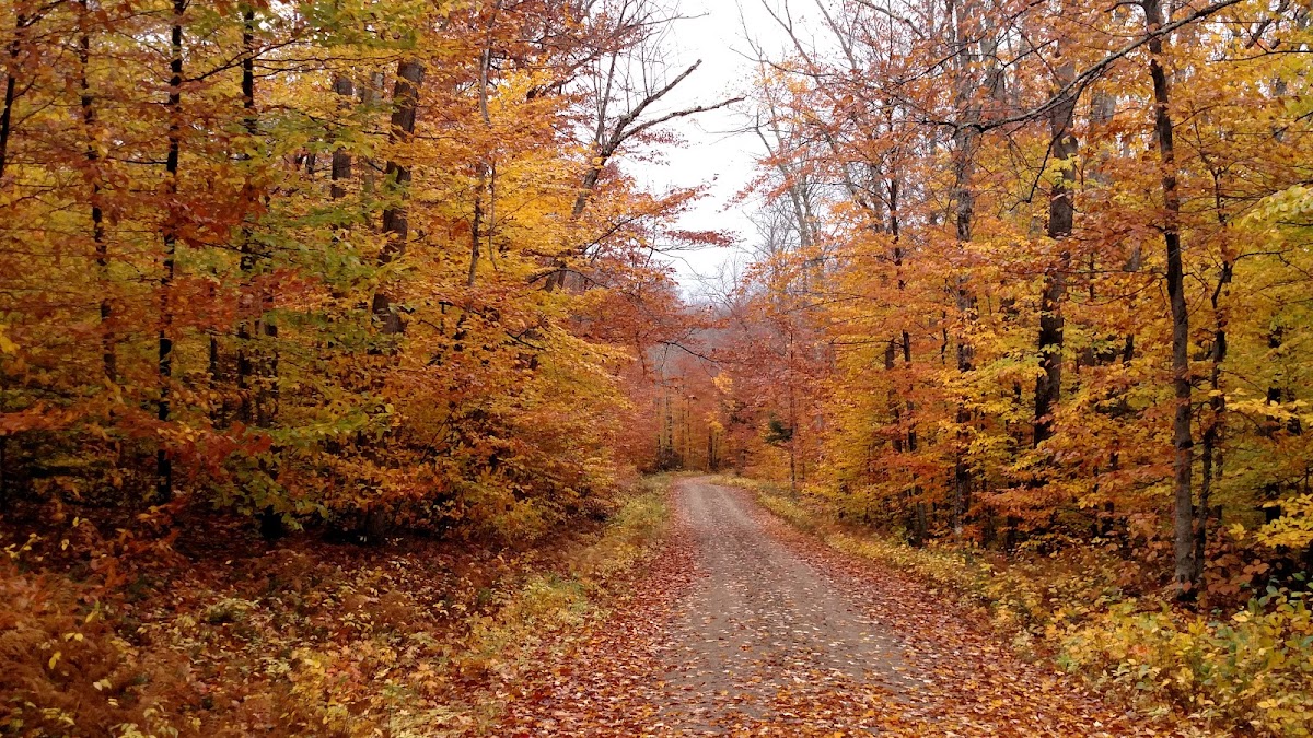 Bartlett Experimental Forest