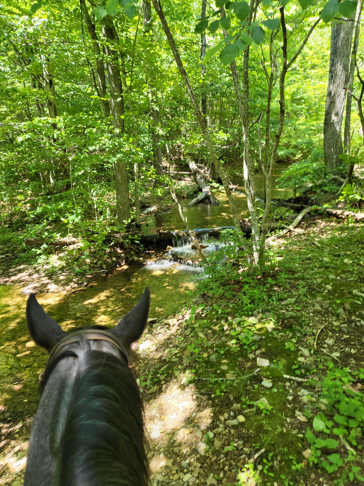Paine Run