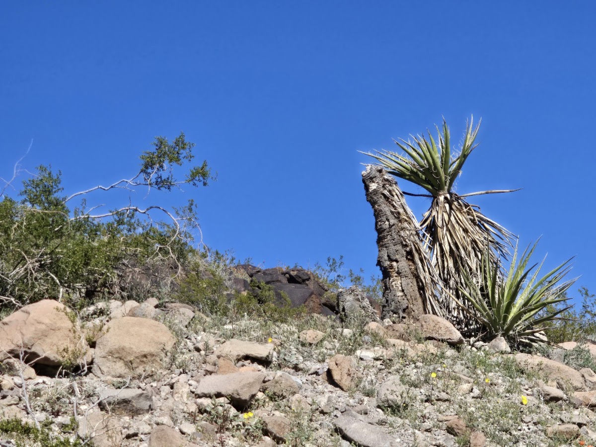 Sloan 101 Trail