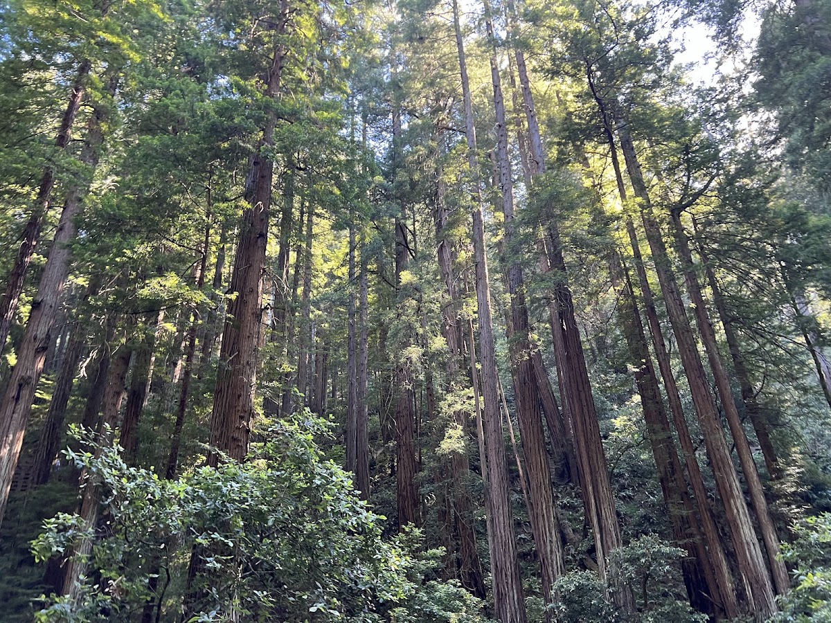 Panoramic Trail