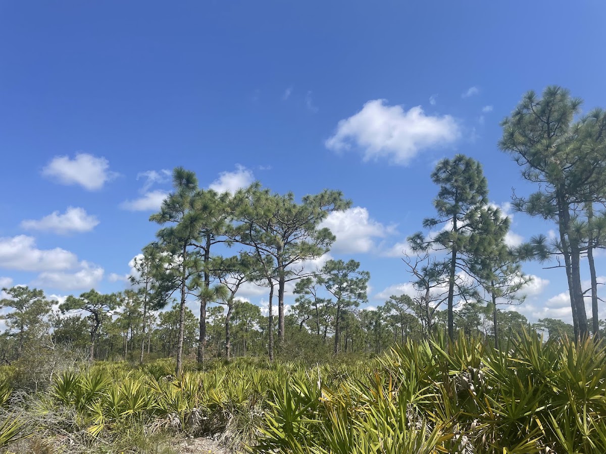 Myakka State Forest