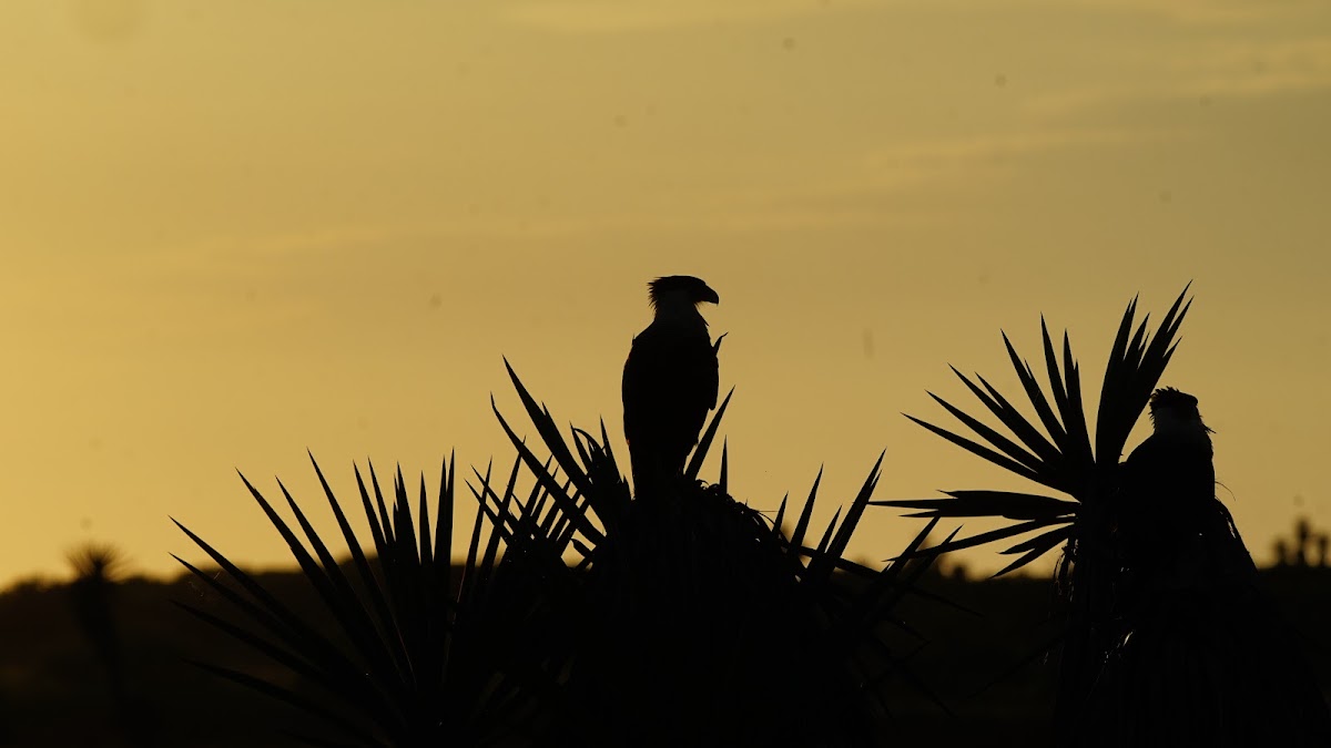 Cayo Atascoso