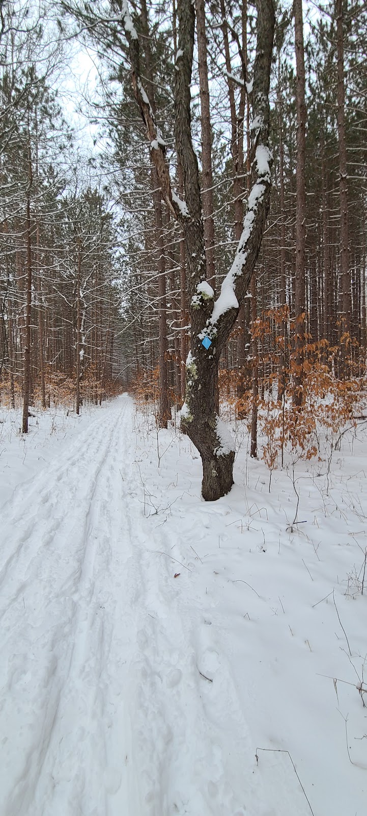 McKenzie Trail