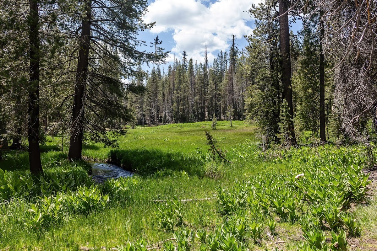 Grassy Creek
