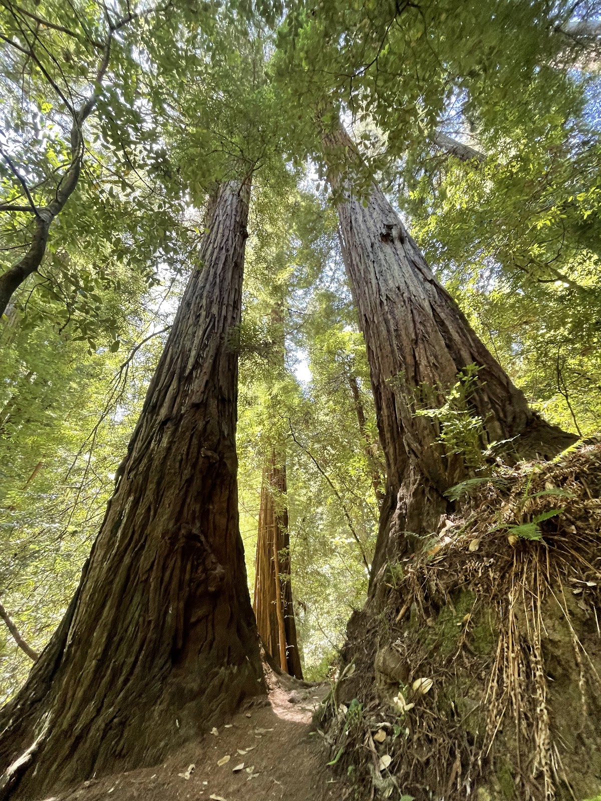 Pioneer Tree Trail