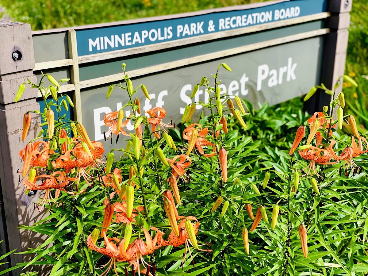 Bluff Street Park