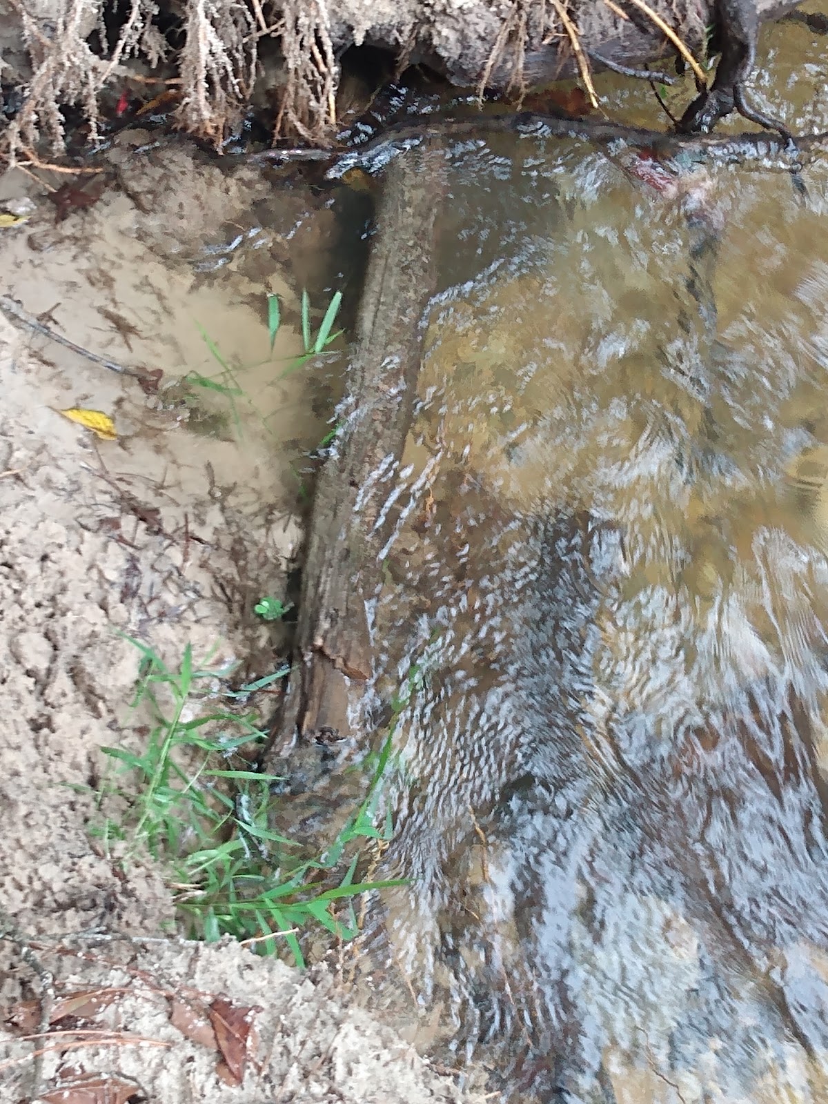 Snows Creek