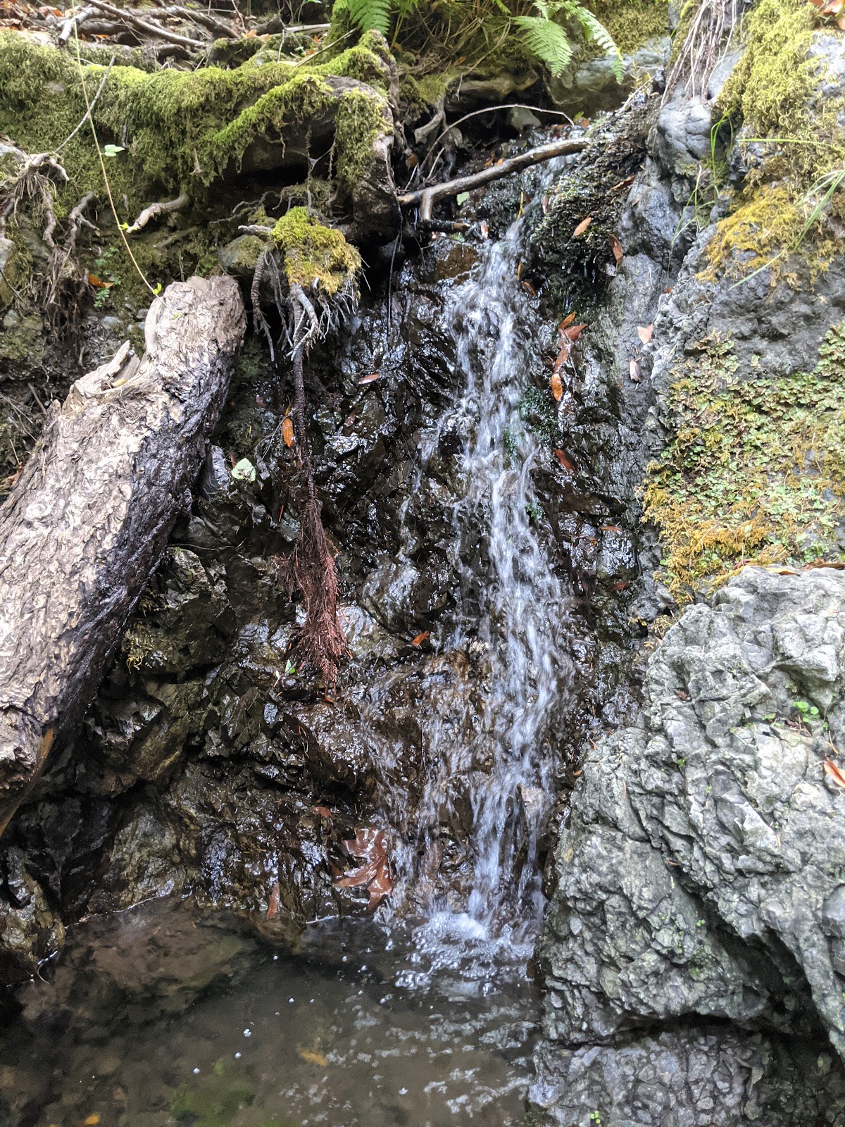 Lagunitas Creek