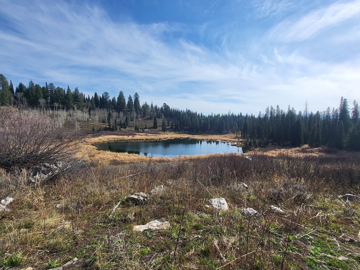 Moose Pond Trail