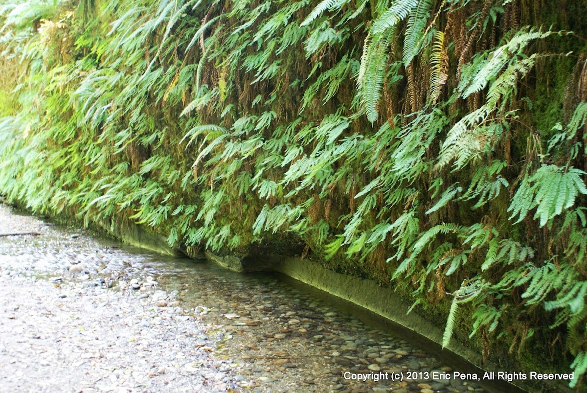 Home Creek