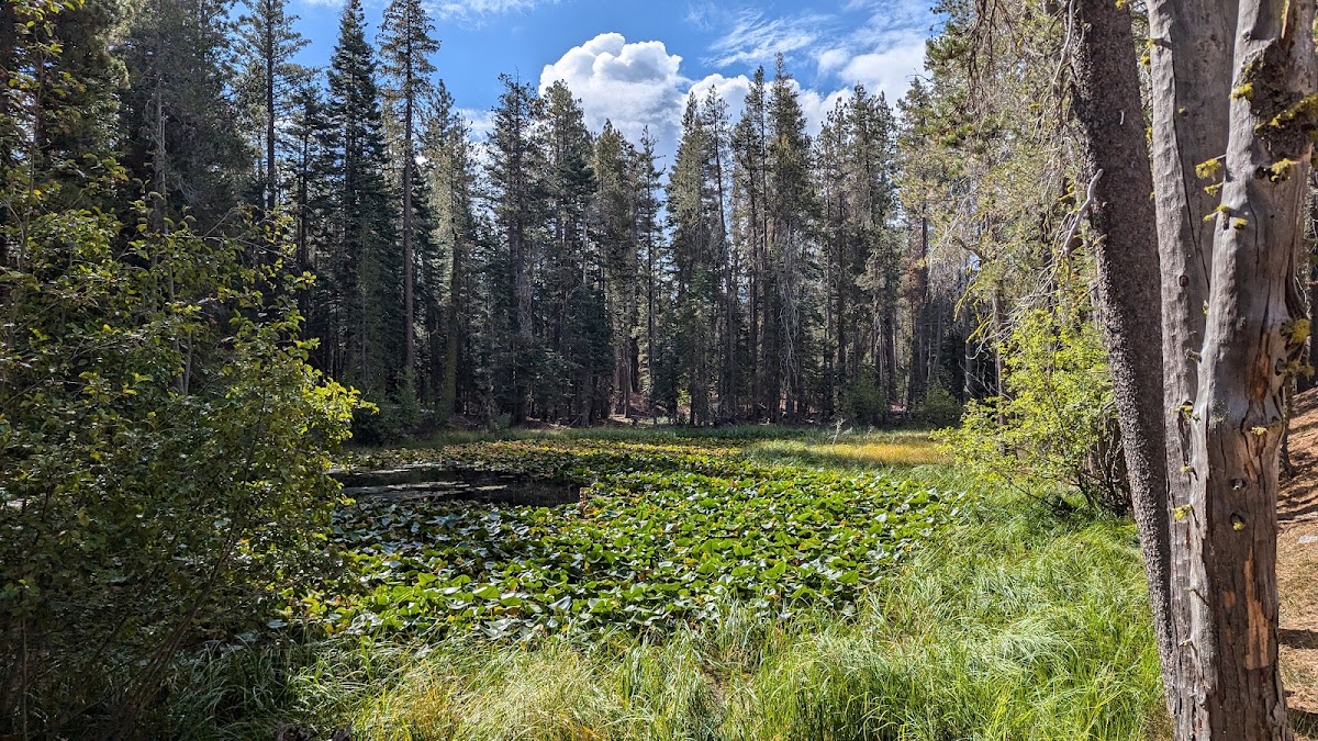 Lily Pond