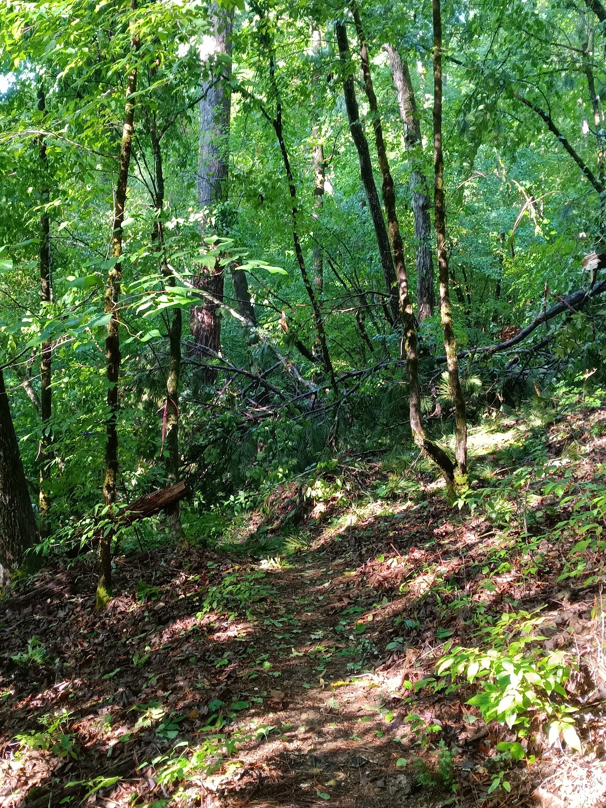 Wine Creek Trail