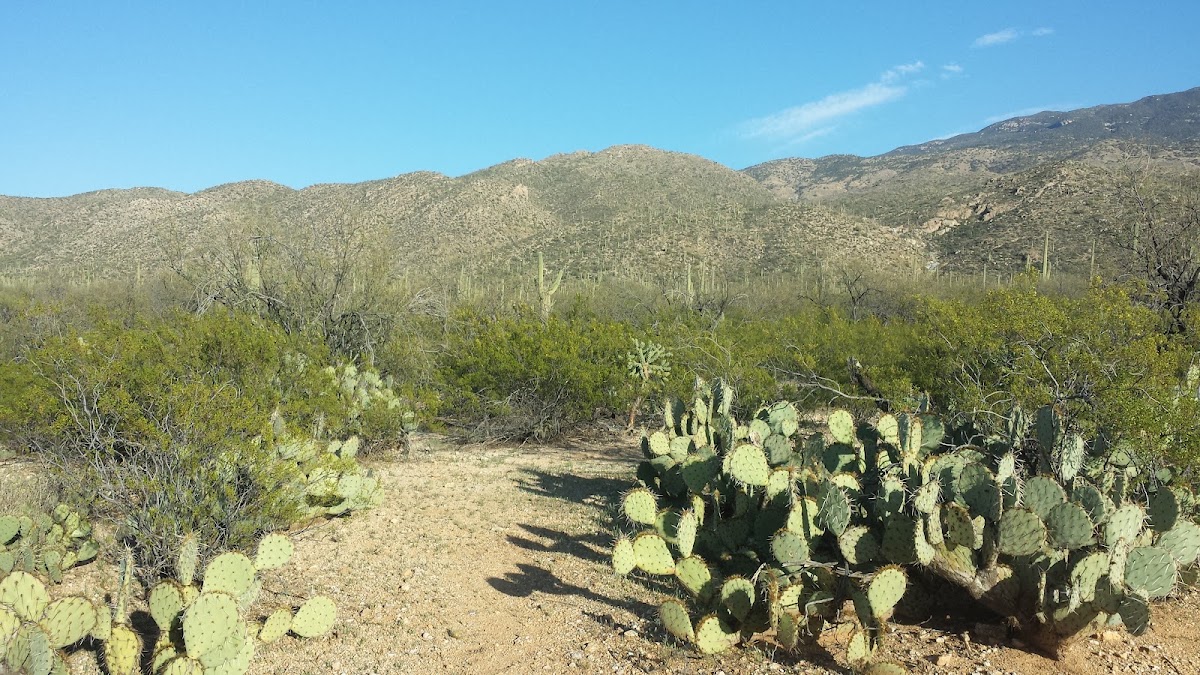 Douglas Spring Trail