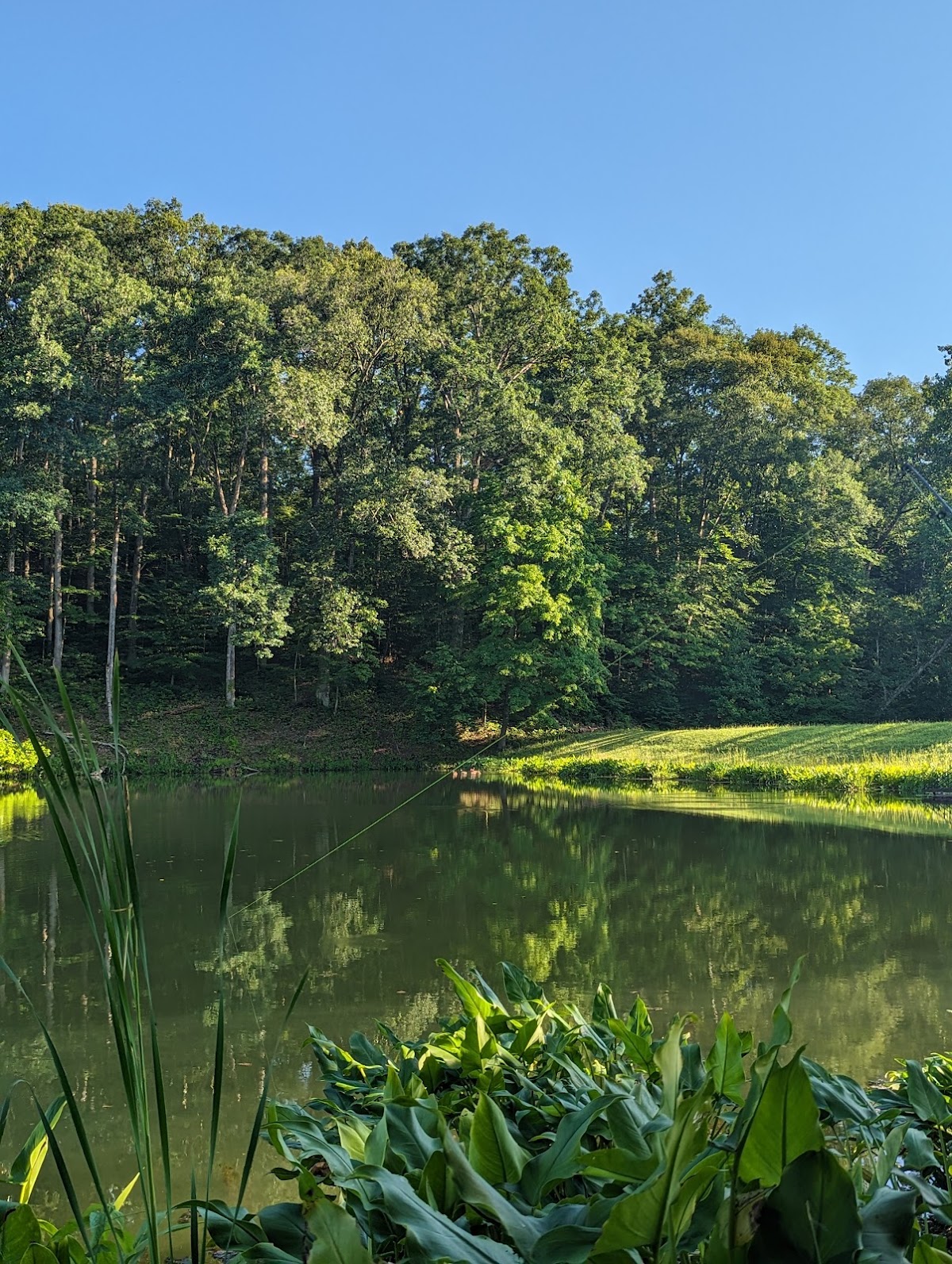 Greene-Sullivan State Forest