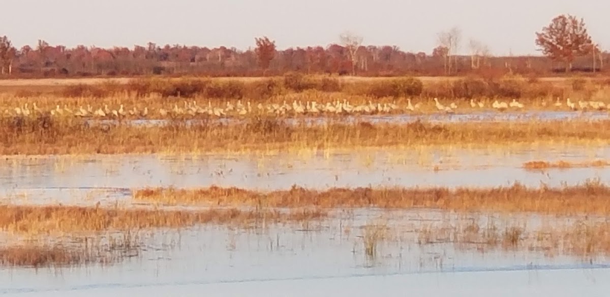 South Refuge Flowage