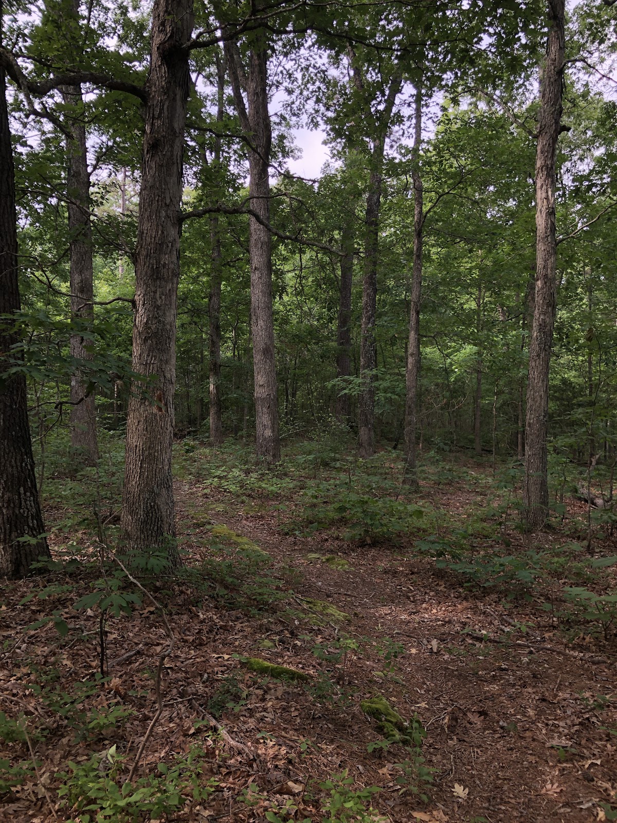 Rockpile Mountain Wilderness Area Trail