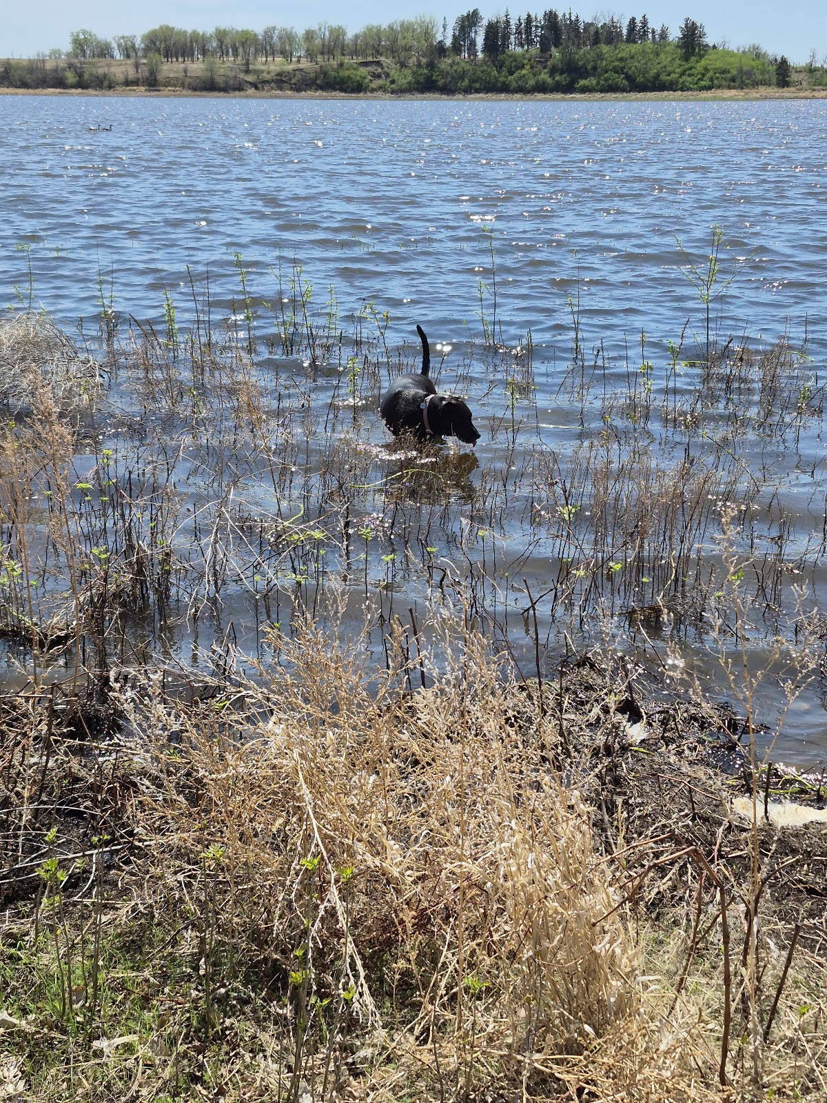Lake Ilo
