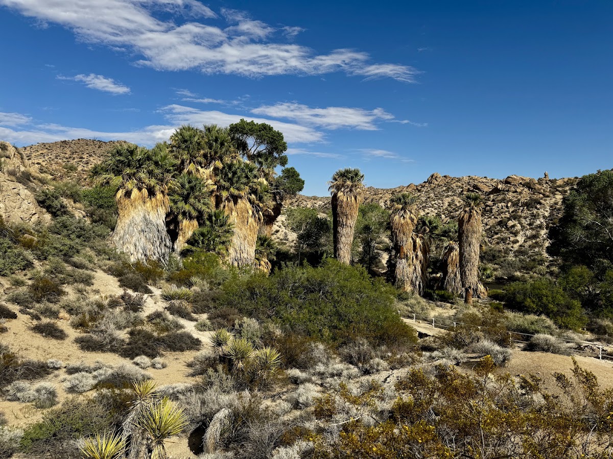 Cottonwood Spring Lot