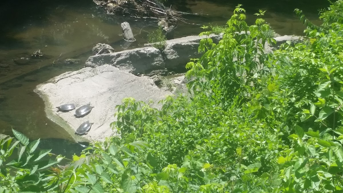 Little Eagle Creek