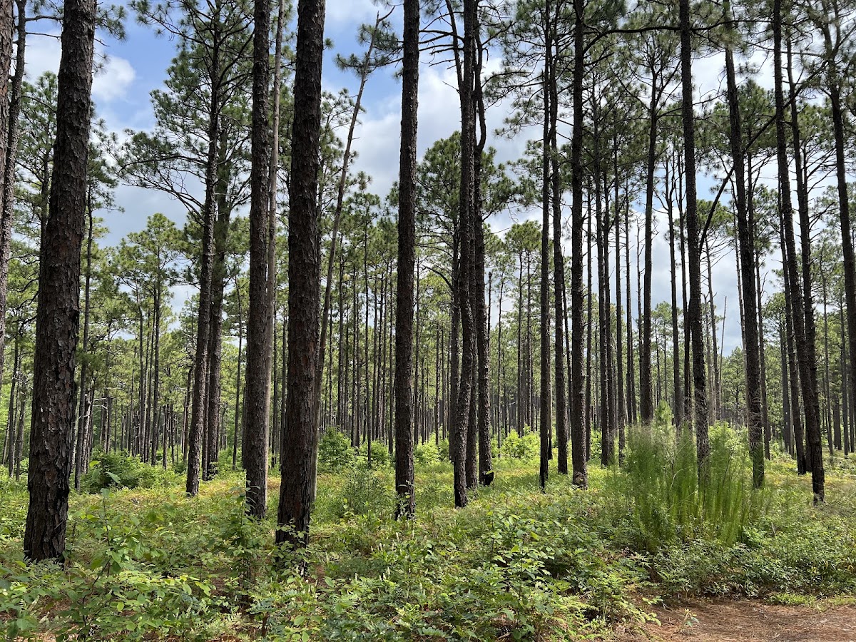 Weymouth Woods-Sandhills Nature Preserve