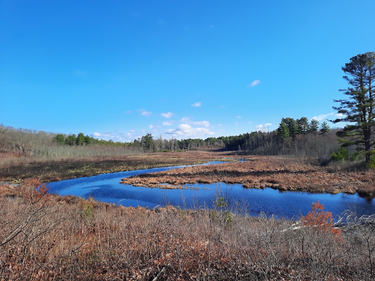 Muddy Brook