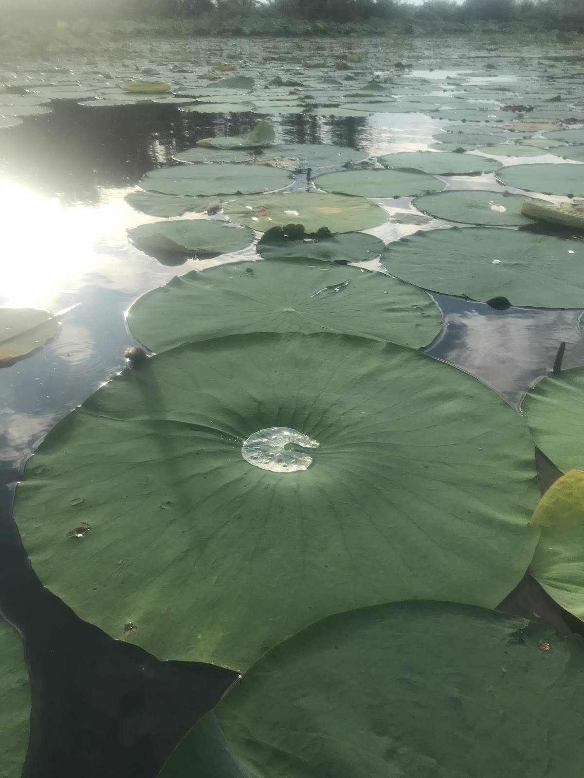 Lake Des Arc