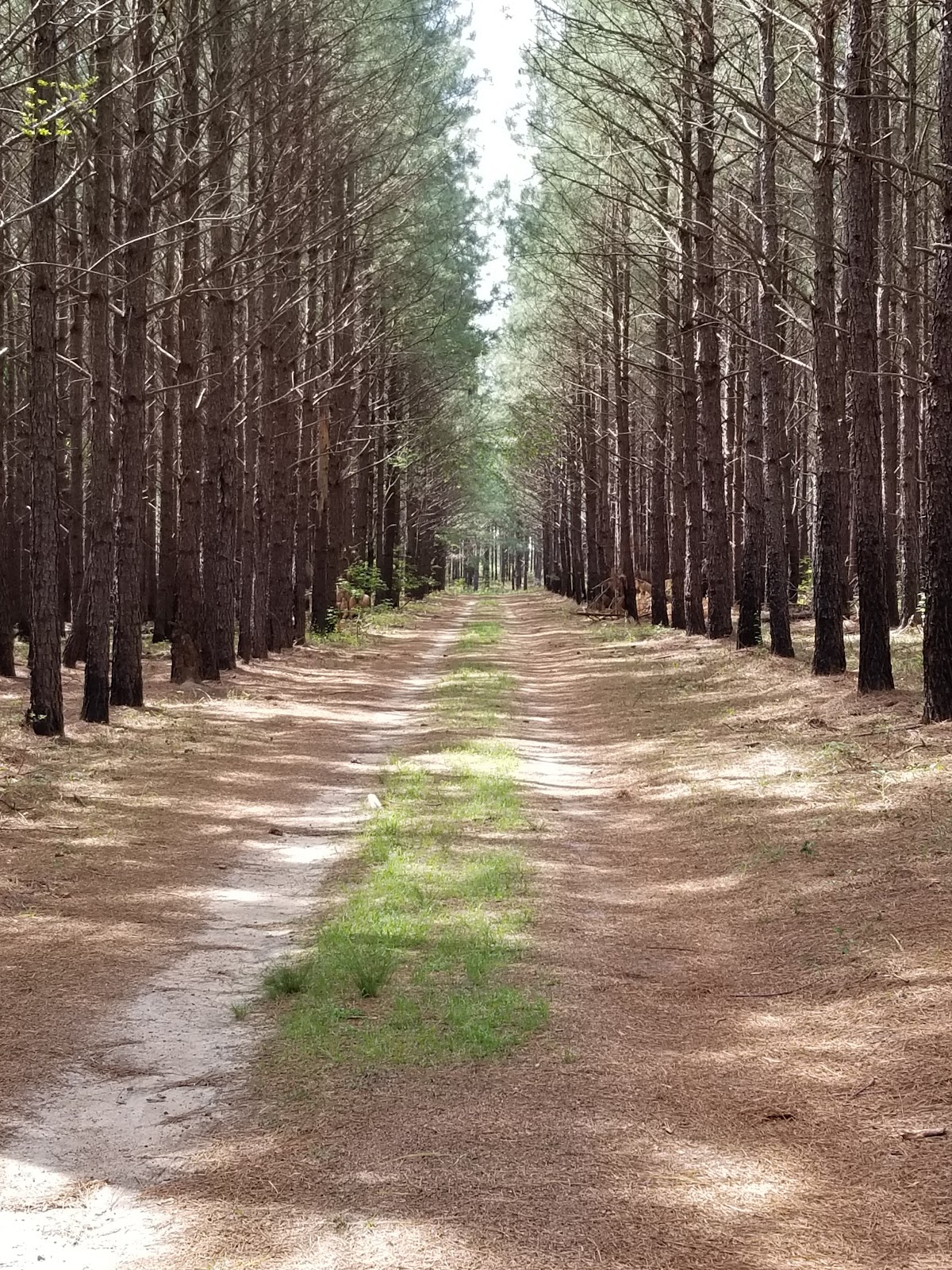 Bartram Forest