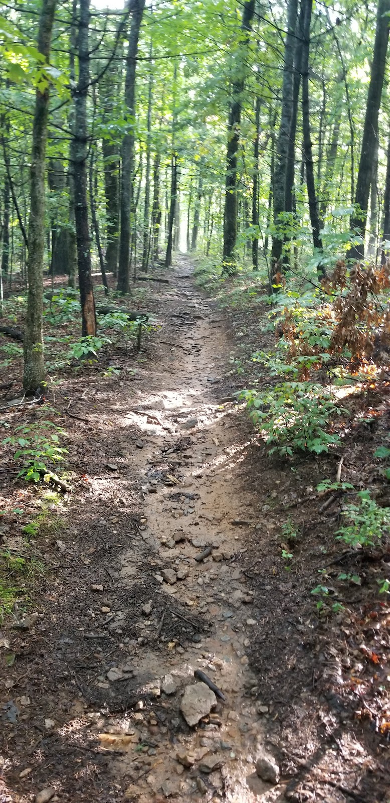 Gooch Creek Trail