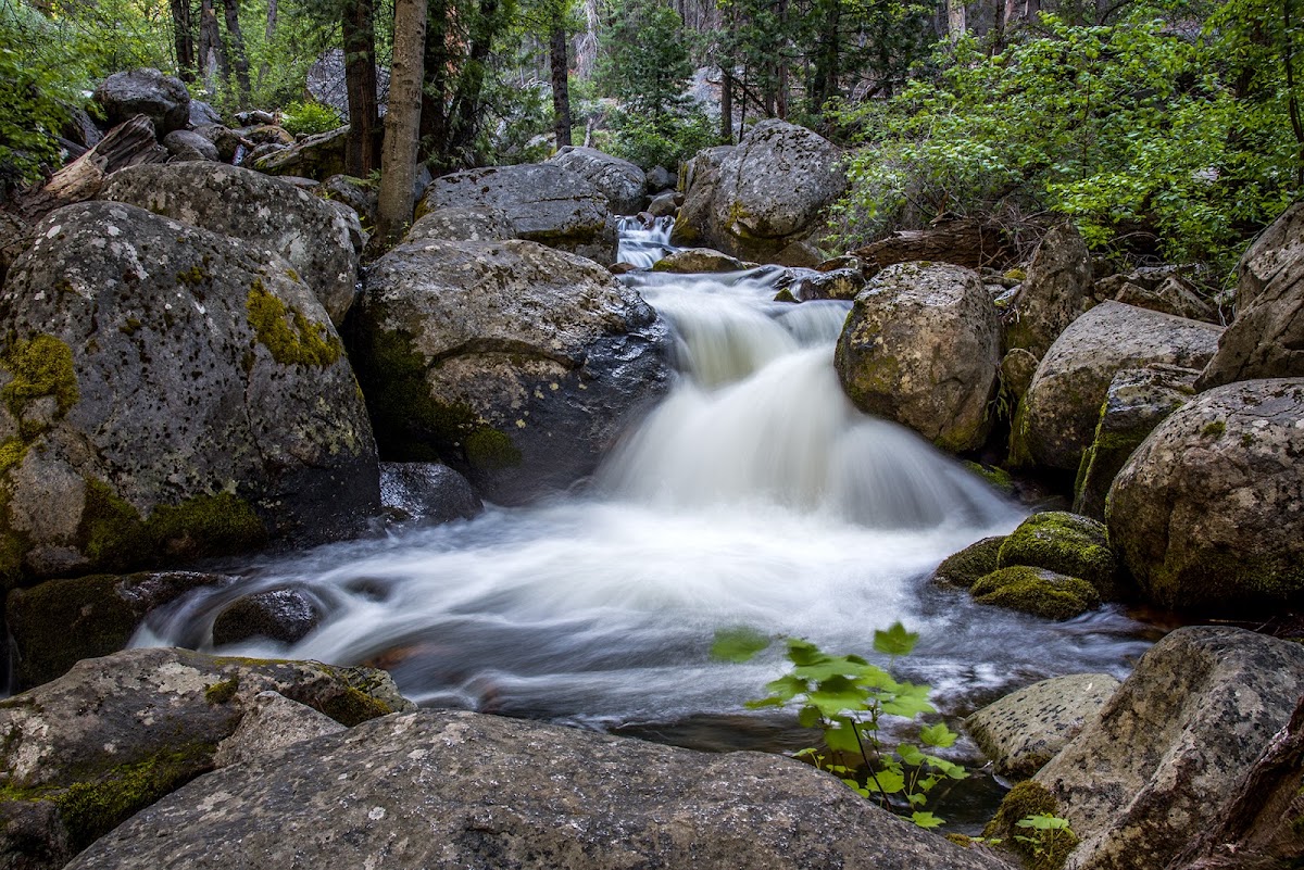 Alder Creek