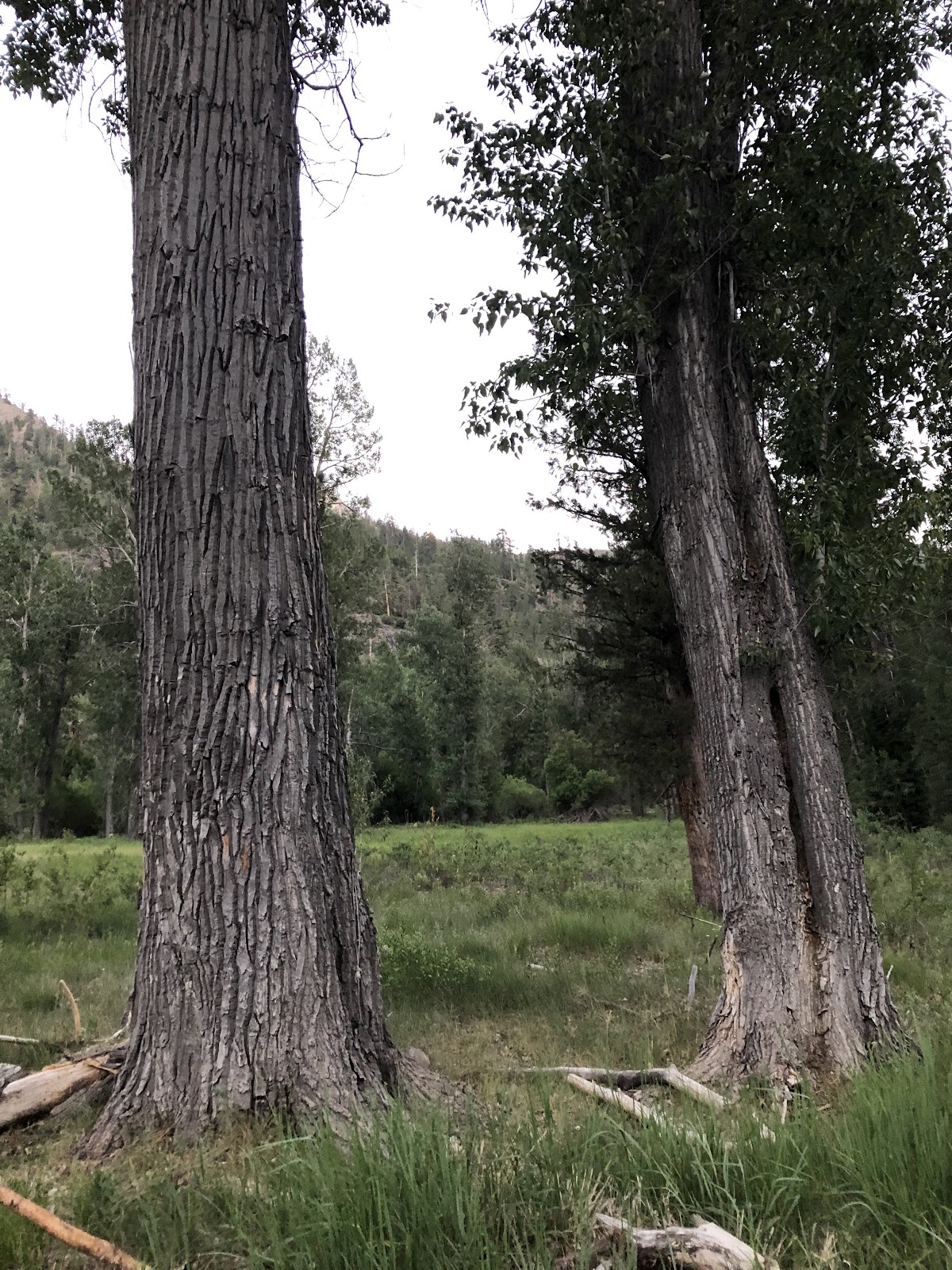 Simpson Meadow Trail